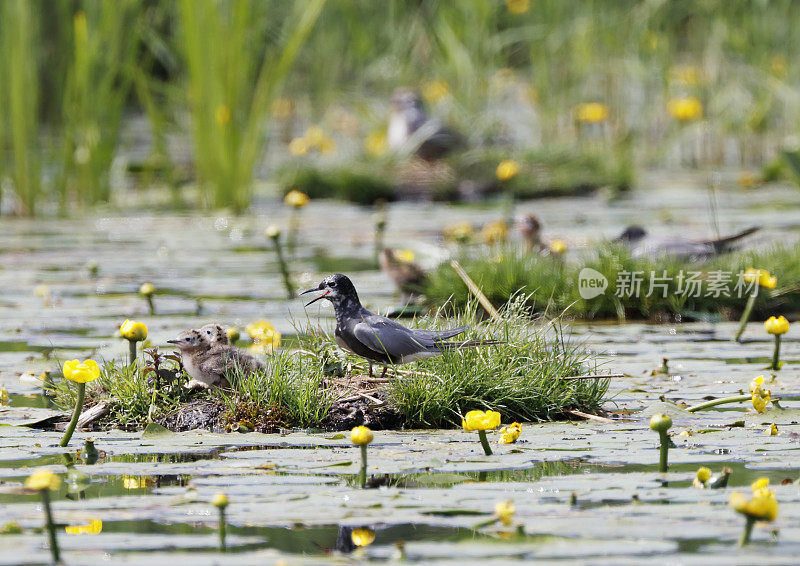 黑燕鸥(Chlidonias niger)筑巢行为